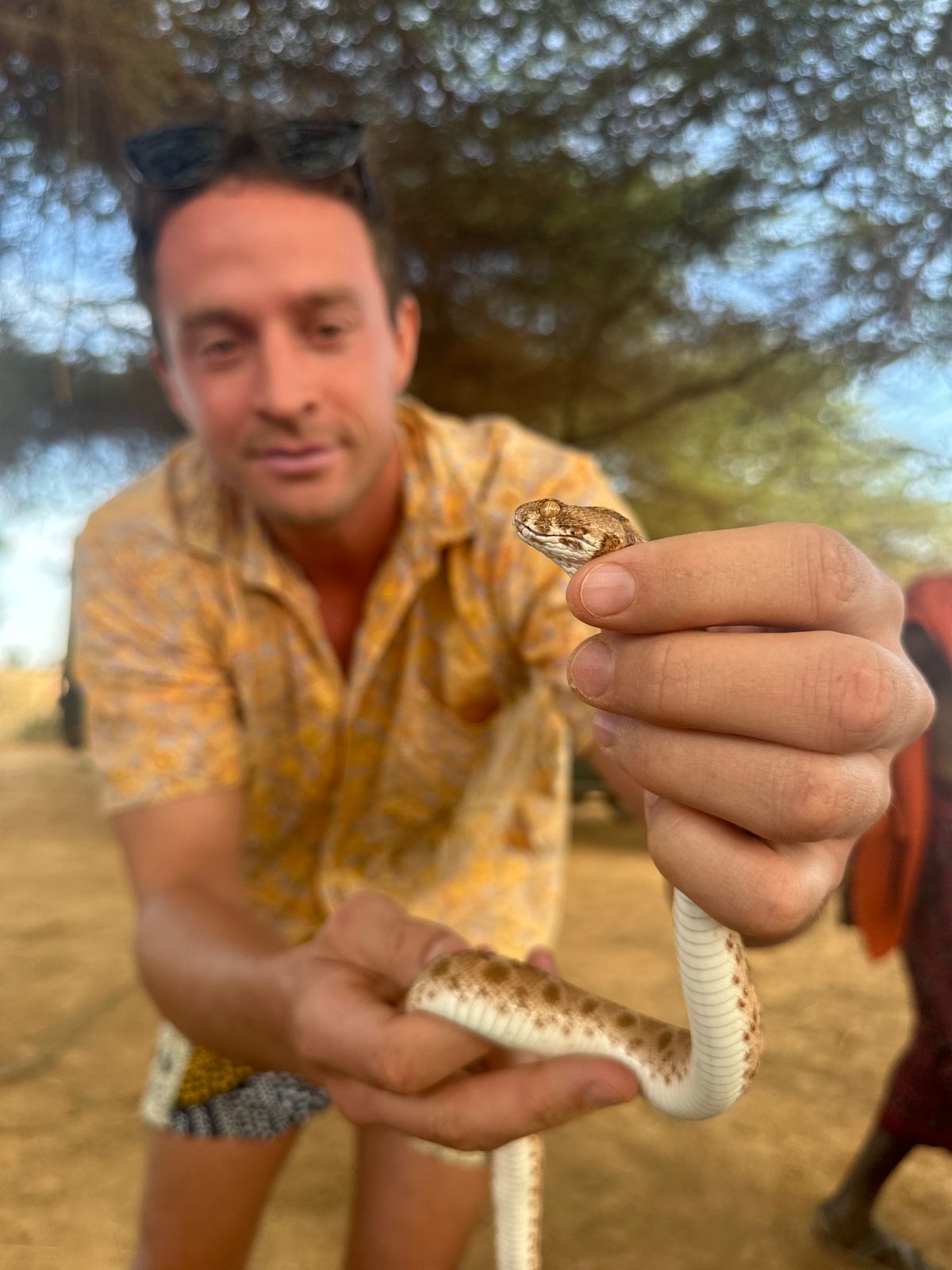 Researcher handling venomous snake for testing